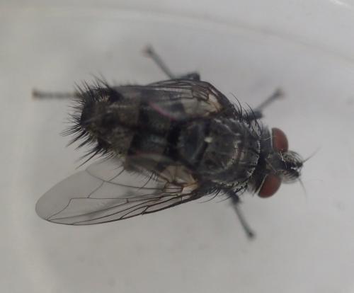 Exorista sp.
